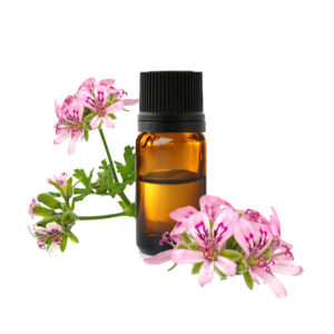 Huile Essentielle de Geranium