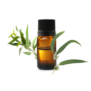Huile Essentielle Eucalyptus